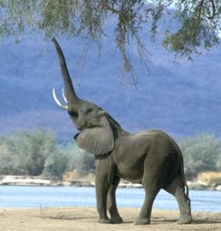 An Elephant Call