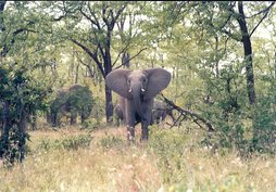 Elephants Exploring!