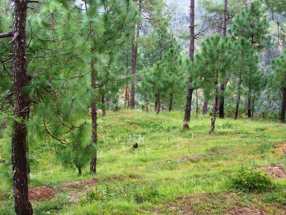 A beautiful landscape from kausani full of Chir pine trees.Kausani is a beautiful hill station appr
