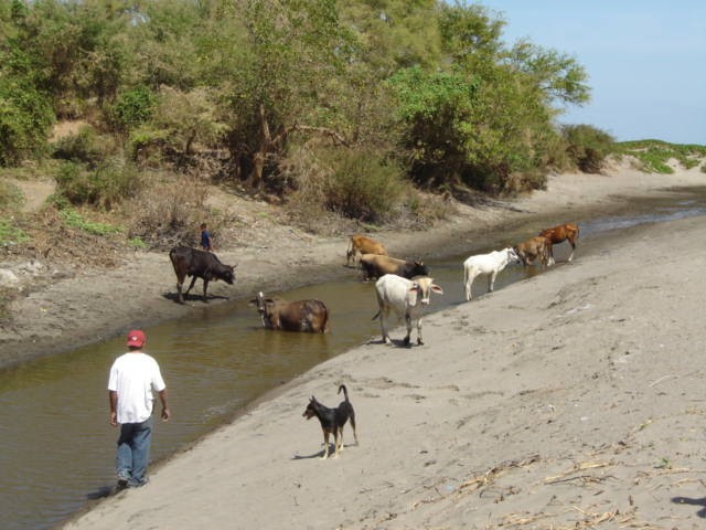 Cows in the canal where we fished