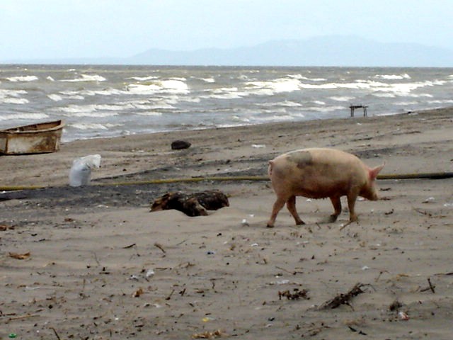 Very large beach pig