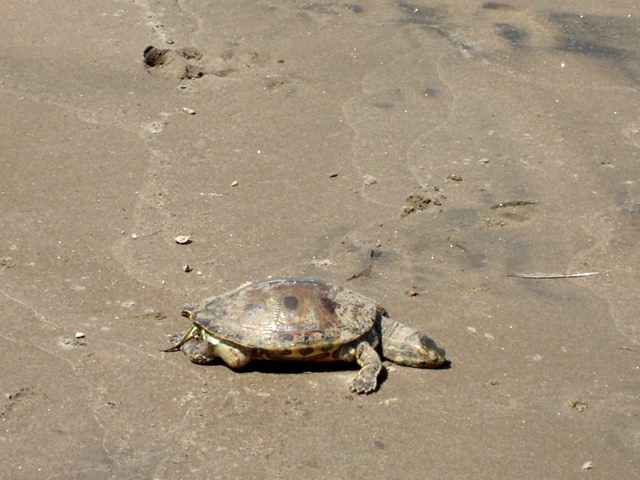 Lake Nica tortoise