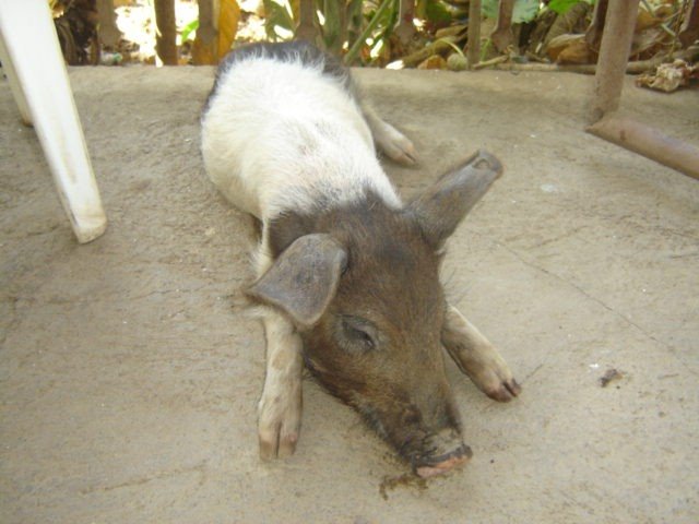 Pig ("Chanchito")