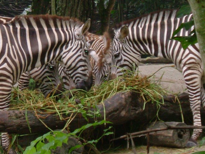 Zebra at Singapore Zoo
