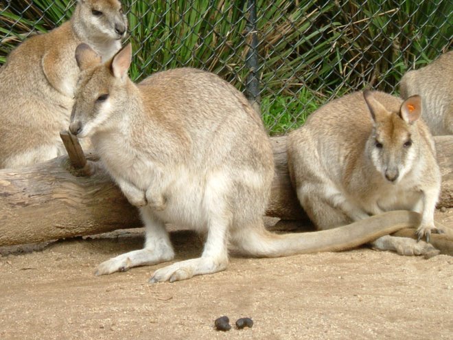 Kangeroos at Sydney Zoo