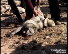 Chinese ASSHOLES killing this innocent Husky for "Fur"
