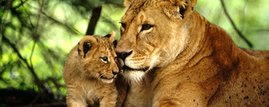 Kenya's Lions