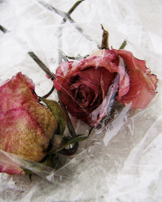 roses and plastic #1