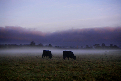 cows in the mist #1