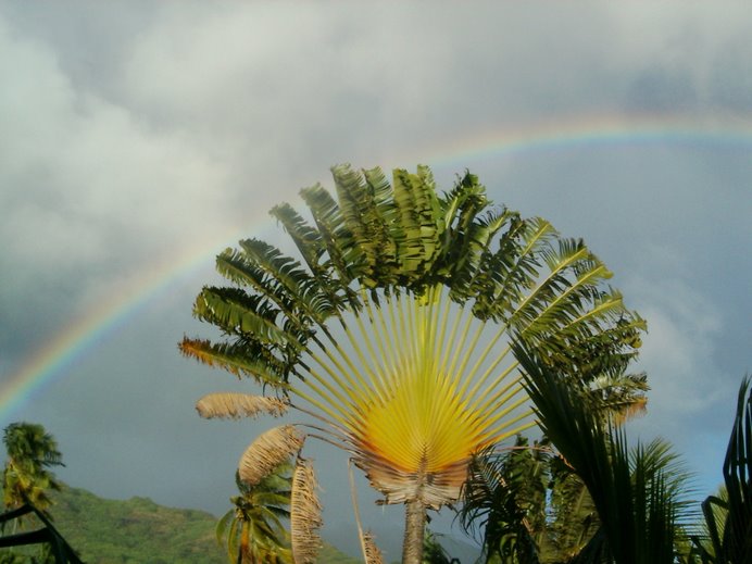El arbol del viajero, simbolo polinésio por exceléncia,coronado por un arcoiris perfecto.