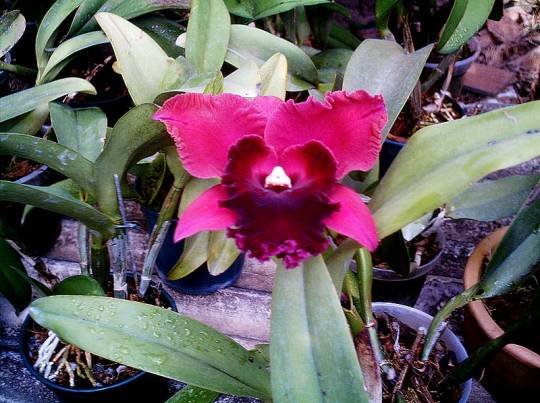 Blc.OconeeMendenhall