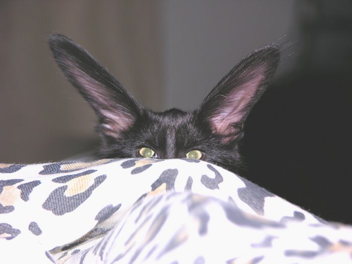 PUMA