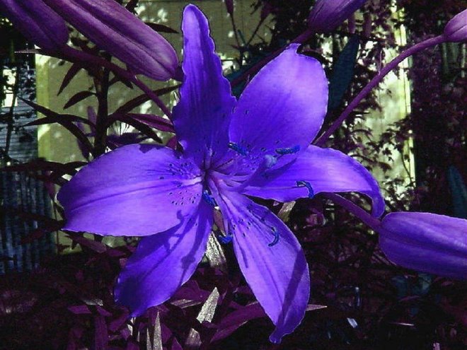 una flor de mi jardín