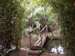 La forêt à Luciole
