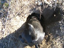 first look at ground squirrel hole