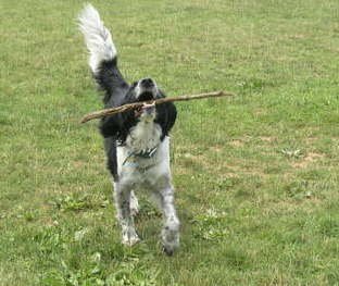 Low-tech pooch: A stick can make Pepper so happy.