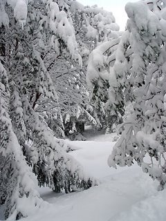 snow storm, Nov. 2006, photo by Robin Atkins