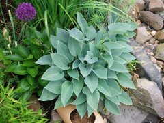collection of hostas