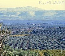 Kafar-Safrê - baxê ji zeytûnan