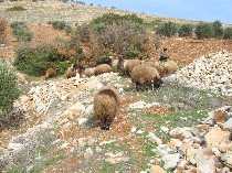 Sheep near RAJO in Kurd-Dagh