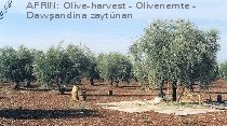 Olive-Harvest in Kurd-Dagh