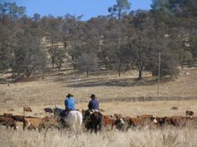 cattle are still driven to/from their winter & summer pastures by men and women on horseback