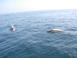 les dauphins sur la route des glens