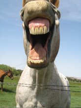 My Horse, Laughing