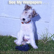 Wire Fox Terrier Wallpapers