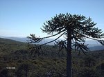 Araucaria árbol Provincial Neuquino